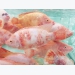 den-chieu-sang-giup-ca-ro-phi-tang-truong-tot-hon