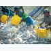 Agriculture, forestry and fishery grew 3.16% in the first quarter of 2021