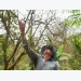 Hướng dẫn phòng trừ bọ cánh cứng hại cây trồng tại Bình Phước