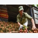 Bring Vietnamese agriculture products to e-commerce platforms