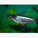 How Aflatoxins threaten pangasius catfish production
