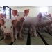 Công nghệ chỉnh sửa gen có thể ngăn ngừa cúm lợn