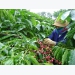 Post-pandemic recovery brewing in Vietnam’s coffee sector