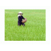 nhan-rong-mo-hinh-bon-phan-vien-nen-dui-sau-cho-lua-o-nhu-thanh