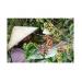 vung-trong-ca-phe-arabica-ngon-nhat-viet-nam-mat-mua-lon