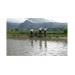 cung-cap-60-van-ca-giong-ra-thi-truong