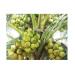 trong-xen-nuoi-xen-de-tang-thu-nhap-trong-vuon-dua-o-ben-tre