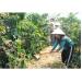cay-ca-phe-dua-ban-hua-sa-b-thoat-ngheo