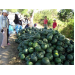 dua-hau-ve-nong-thon-gia-2-000-3-000-dong-kg