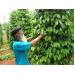 nhieu-ho-nong-dan-da-trong-ho-tieu-theo-huong-an-toan-hieu-qua