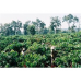 Sử Dụng Nhãn Hiệu Chứng Nhận “Cà Phê Arabica Lang Biang”