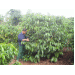 Chư Pah khởi sắc sau 5 năm chuyển dịch cơ cấu cây trồng