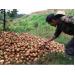 Hành tây 500đ/kg, nông dân Đà Lạt lại đổ bỏ hàng trăm tấn