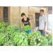 Mô hình trồng chuối tây thu trăm triệu đồng ở xã Kim Bình