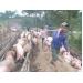 Xuất khẩu lợn mỡ sang Trung Quốc, lợi trước mắt, hại dài lâu