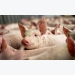 Vietnam to export pork to China amid supply glut