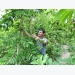 Bón NPK-S Lâm Thao cho cây na