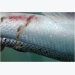 Cách mới trong điều trị rận biển ký sinh trên cá hồi