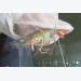 More shrimp farming cooperatives meet ASC standards
