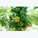 Papaya Farming Information Guide