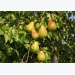 Pear Fruit Growing Information Guide