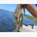 Growth away from the coast: Examining inland shrimp farming