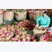 Vietnamese dragon fruit exported to 40 markets