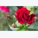 Rose Flower Growing Tips and Trick