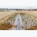 Masdar trials desert fish farms and biofuels grown with seawater
