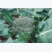 Broccoli Cultivation Information Guide