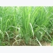 Lemongrass Cultivation Information Guide