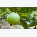 Guava Cultivation Information Guide