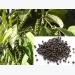 Black Pepper Cultivation Information Guide