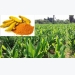 Turmeric Cultivation Information Guide