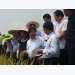 kho-co-giong-lua-khang-dao-on-bac-la-tot-neu-ky-thuat-tham-canh-kem