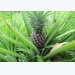 Pineapple Cultivation Information Guide