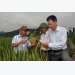 canh-dong-lon-tham-canh-lua-cai-tien