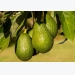 Avocado Cultivation Information Guide