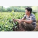giong-cao-su-sau-rieng-sot-sinh-sich-tieu-buon-nhu-trau-can