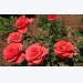 Rose Cultivation Information Guide