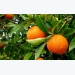 Orange Cultivation Information Guide