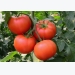 Growing Tomatoes Tips and Tricks