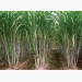 Sugarcane Cultivation Information Guide