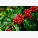 Coffee Cultivation Information Guide