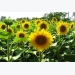 Sunflower Cultivation Information Guide