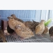 Quail Bird Farming Information Guide