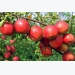 Apple Cultivation Information Guide