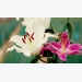 trong-hoa-lily-cong-nghe-cao-trong-nha-kinh-tai-da-lat