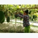 Trồng bí thơm đặc sản, nhà nông phấn chấn thu 200 triệu/ha
