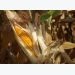 New generation corn turns around countryside poverty